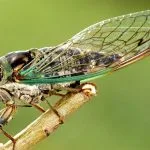 Spiritual and Symbolic Meaning of Cicada