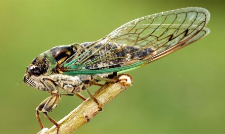 Spiritual and Symbolic Meaning of Cicada