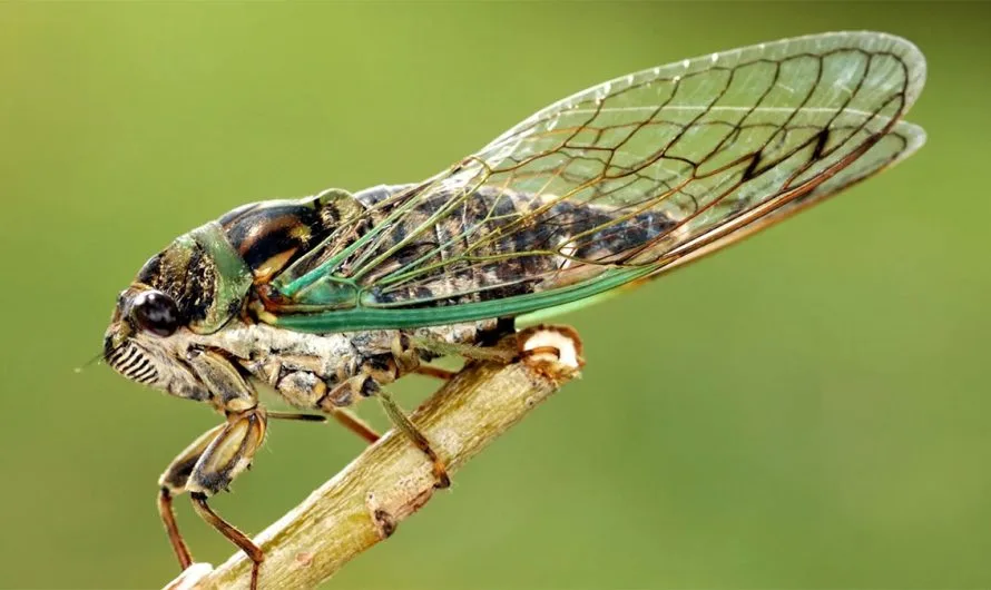 Spiritual and Symbolic Cicada Meaning