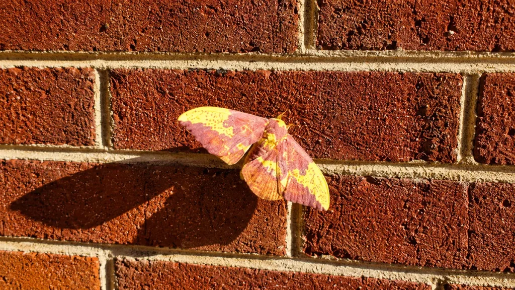 Avia's Encounter With Imperial Moth Symbolism