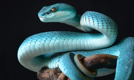 A blue snake wrapped around a branch