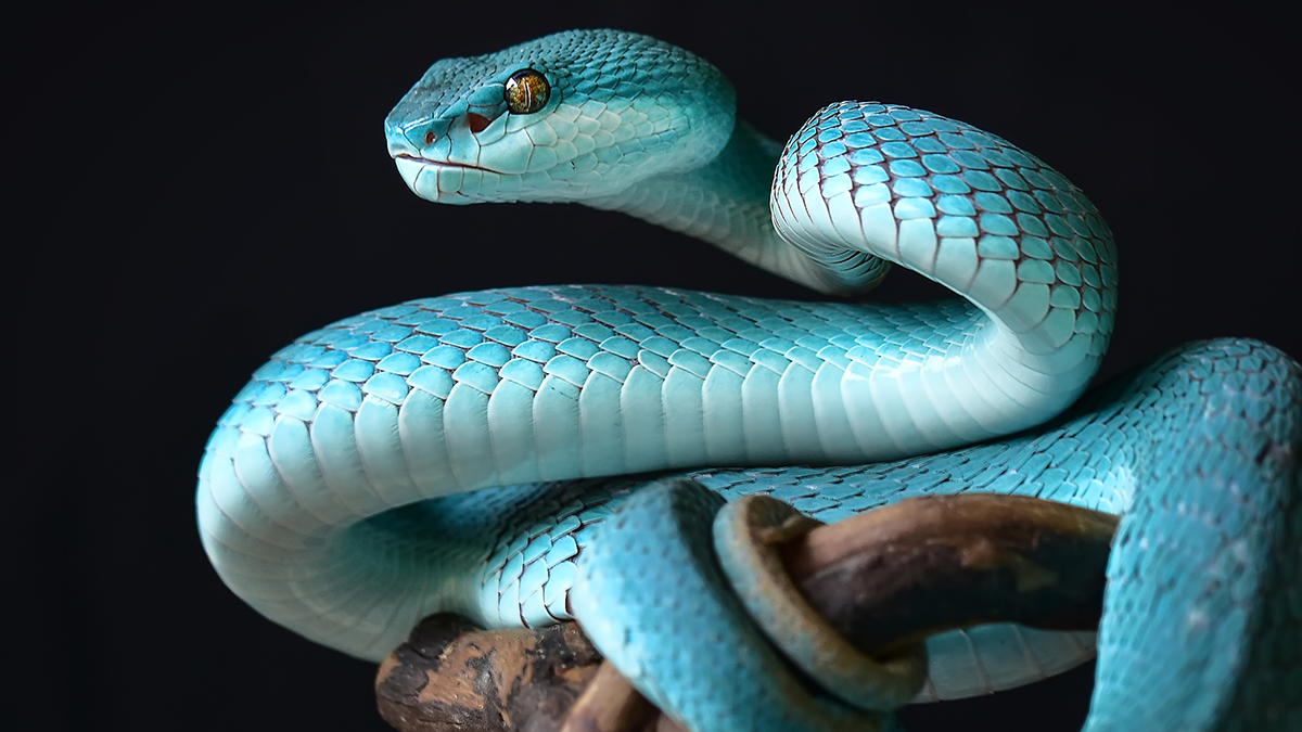 A blue snake wrapped around a branch
